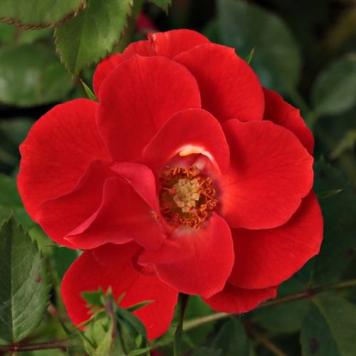 Rosen Online Kaufen stammrosen rosenbaum hochstammRosa Tara Allison™ - diskret duftend - Stammrosen - Rosenbaum ….. - rot - Samuel Darragh McGredy IV.0 - 0